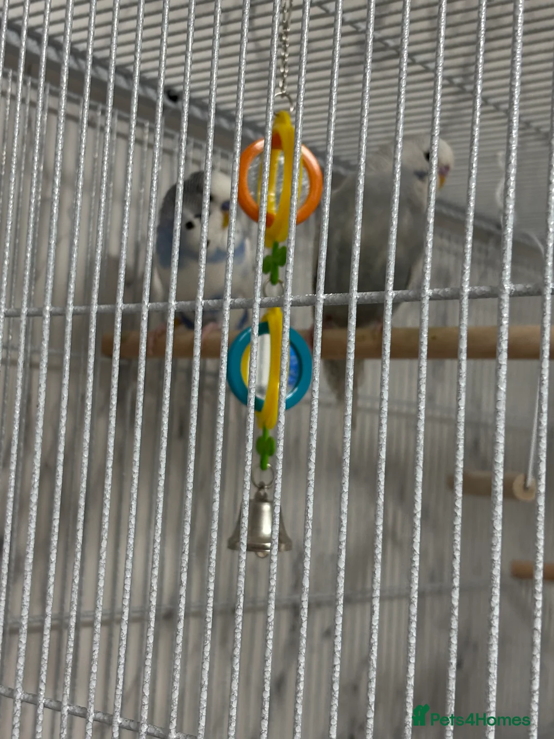 Budgerigars birds for sale: For sale  in Nottingham - Advert 7