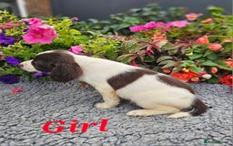 English Springer Spaniel dogs for sale: QUALITY WORKING ESS PUPS - Image 30