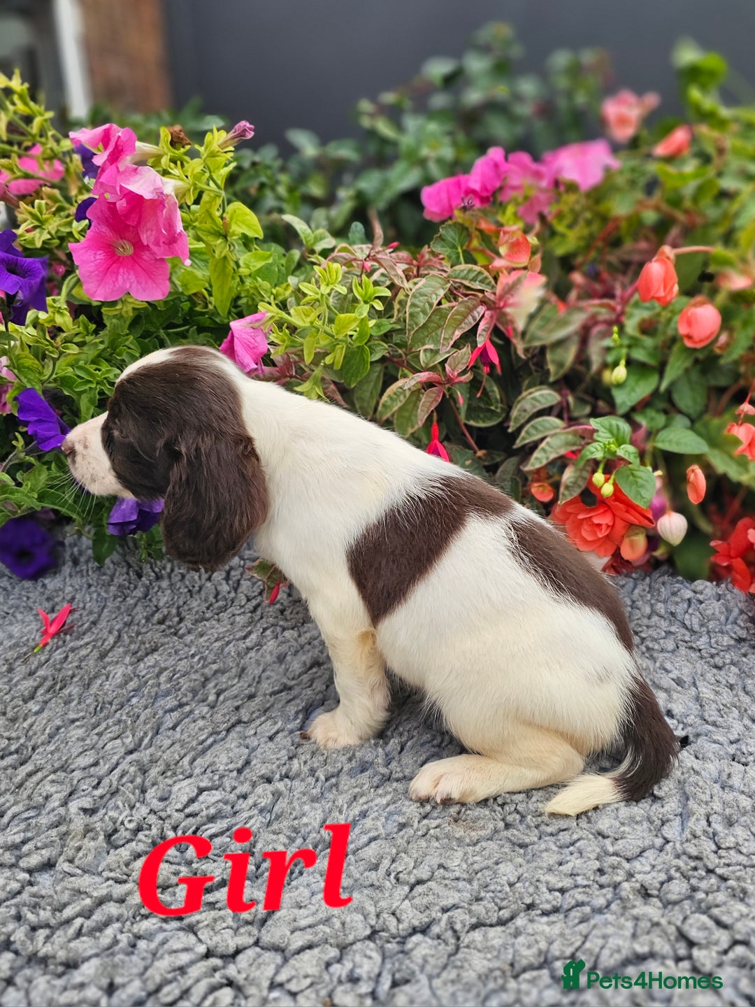 English Springer Spaniel dogs for sale: QUALITY WORKING ESS PUPS - Image 30