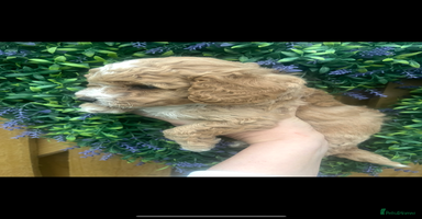Cockapoo dogs - Advert 3