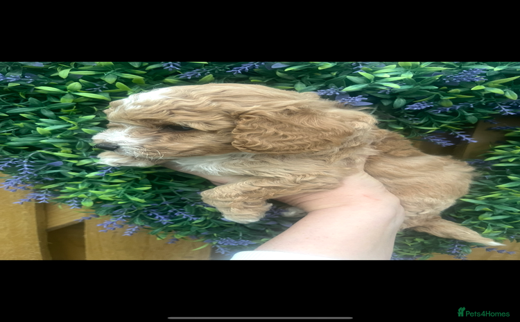 Cockapoo dogs - Advert 4