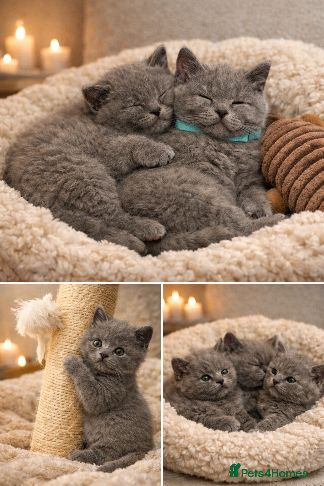 British Shorthair cats for sale: British Shorthair Kittens Looking for Loving Home - Advert 4