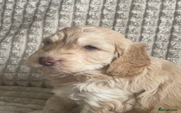 Cockapoo dogs for sale: Beautiful cockapoo puppies - Image 29