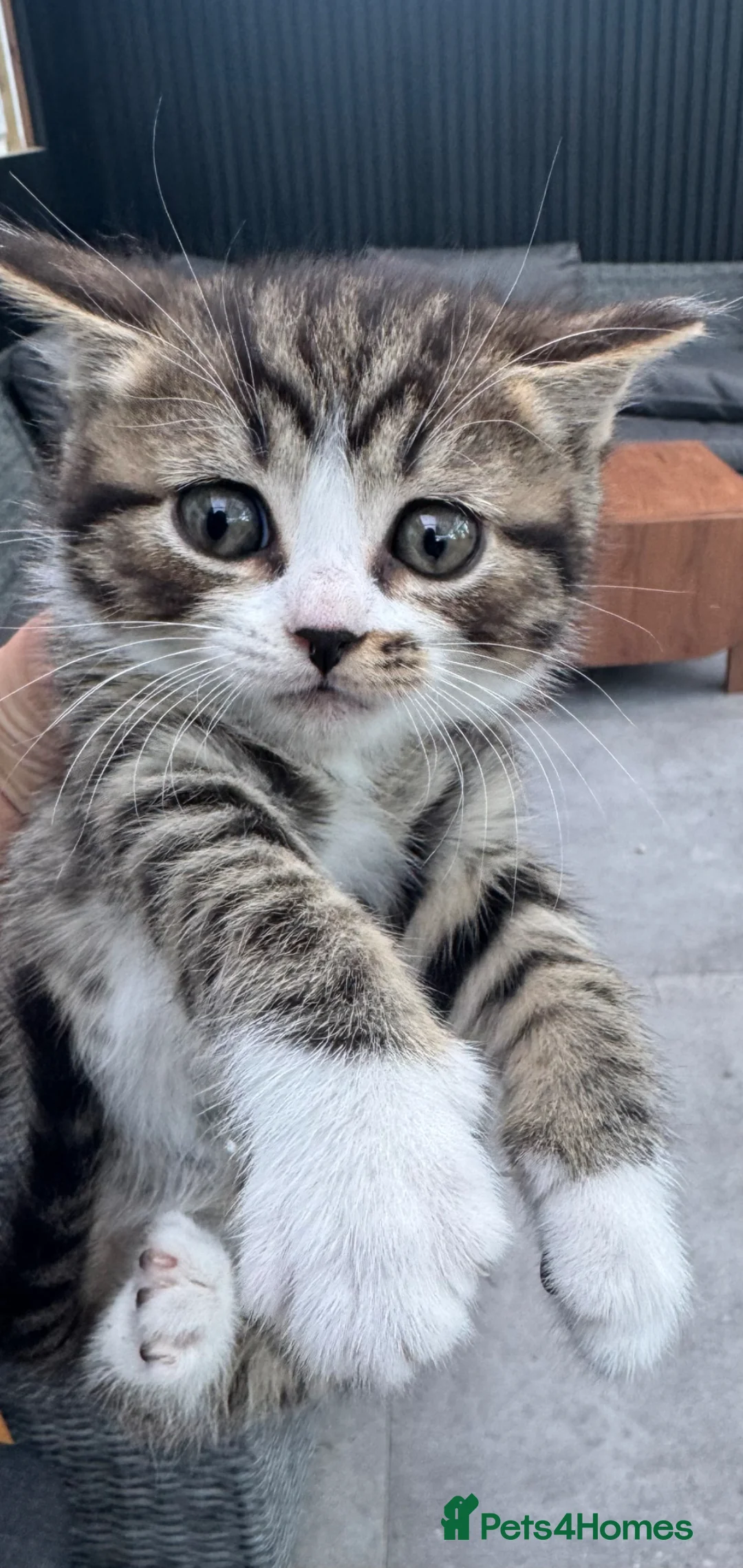 Mixed Breed cats for sale: Half British short hair kittens  - Advert 2