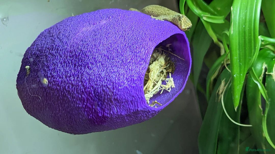 Gecko reptiles for sale: Mourning geckos - Advert 6