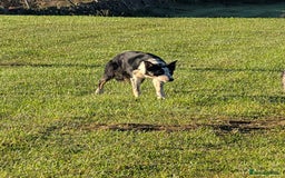 Border Collie dogs for sale: Abi isds reg - Image 4