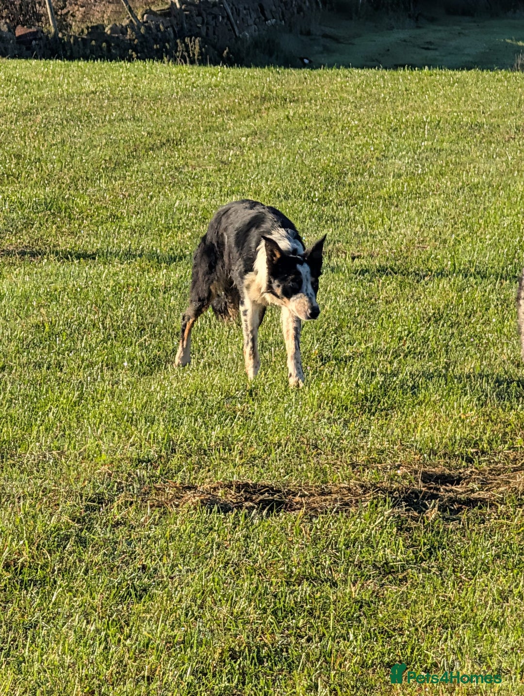 Border Collie dogs for sale: Abi isds reg - Image 4