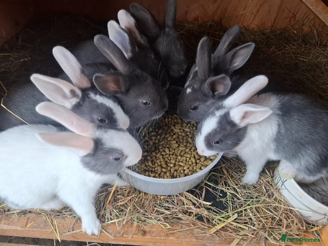 Mixed Breed rabbits for sale: Healthy, Well-Handled Confident & Friendly Rabbits - Advert 2