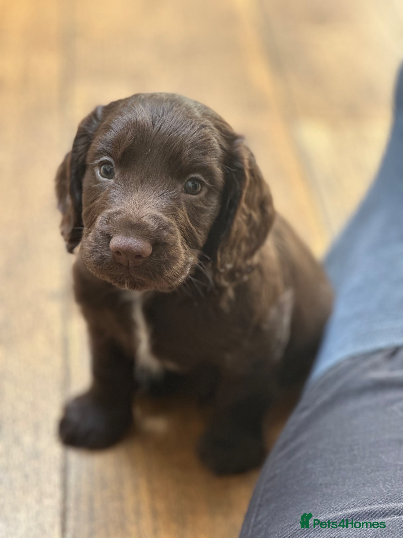 Cocker Spaniel dogs Beautifully Bred Working Cocker Spaniel Puppies  - Advert 1
