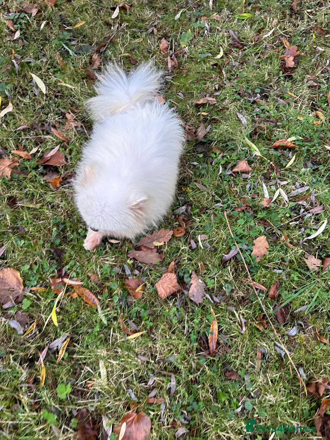 Pomeranian dogs for stud: Kc pure white 1.2 kg Pomeranian stud in Reigate - Advert 14