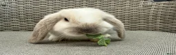 Mini Lop rabbits for sale: Friendly mini lops available  - Advert 3