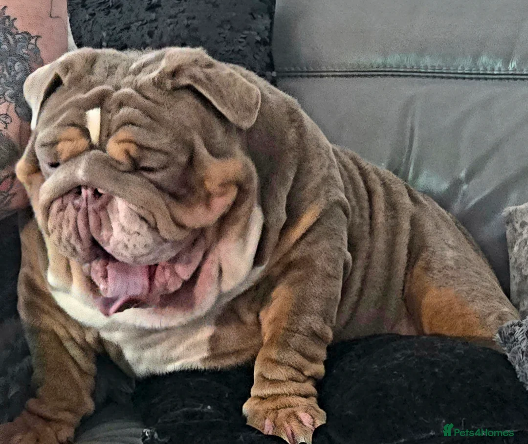 English Bulldog dogs for sale: Lilic tri bulldog  - Advert 7