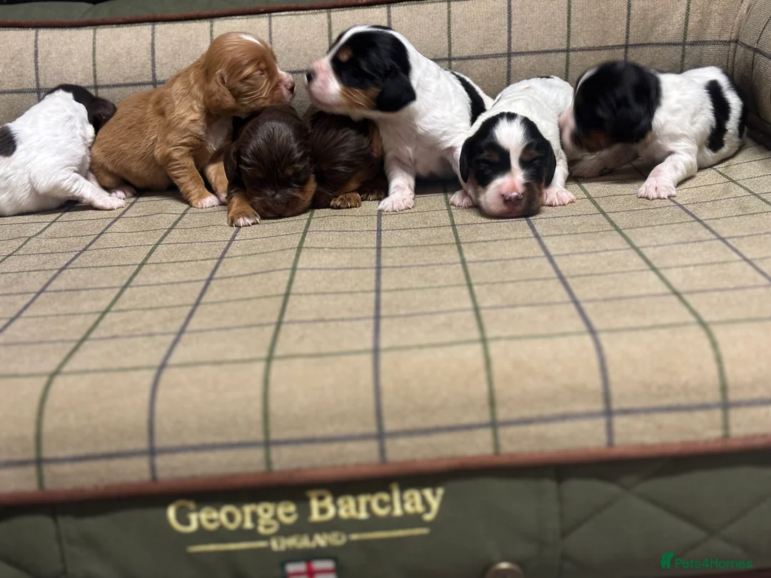 Cocker Spaniel dogs for sale: Stunning Cocker Spaniel Puppies  - Advert 3