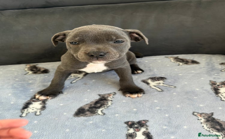 Staffordshire Bull Terrier dogs - Advert 1