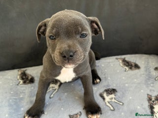 Staffordshire Bull Terrier dogs - Advert 4