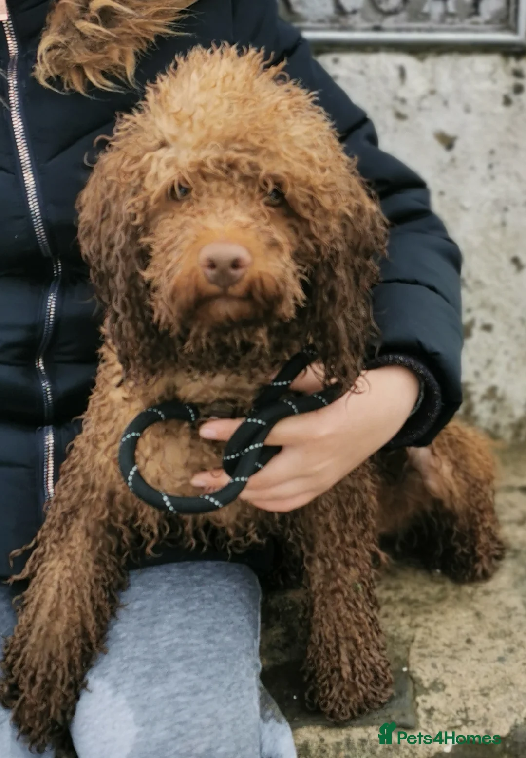 Toy Poodle dogs for stud: ☆Monty - KC Registered TOY POODLE ☆ in Lydney - Advert 12