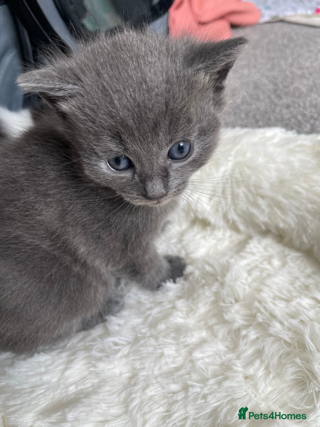 Domestic Shorthair cats for sale: Four kittens, 4 weeks old - Image 6