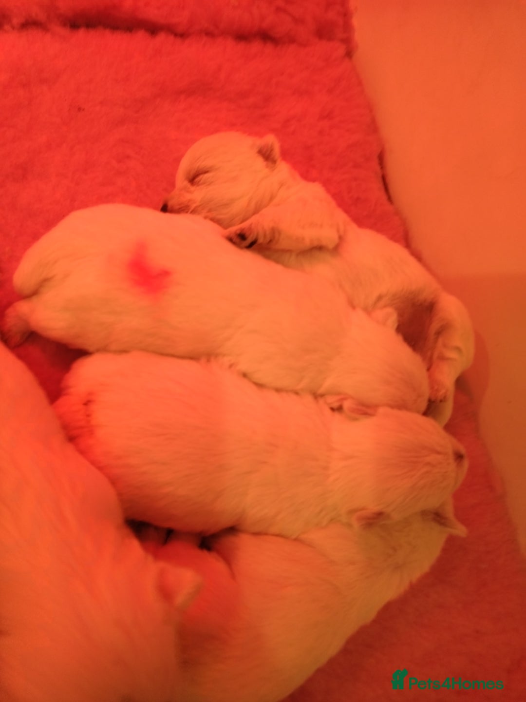 West Highland Terrier dogs for sale: Gorgeous KC registered Westie pups - Image 17