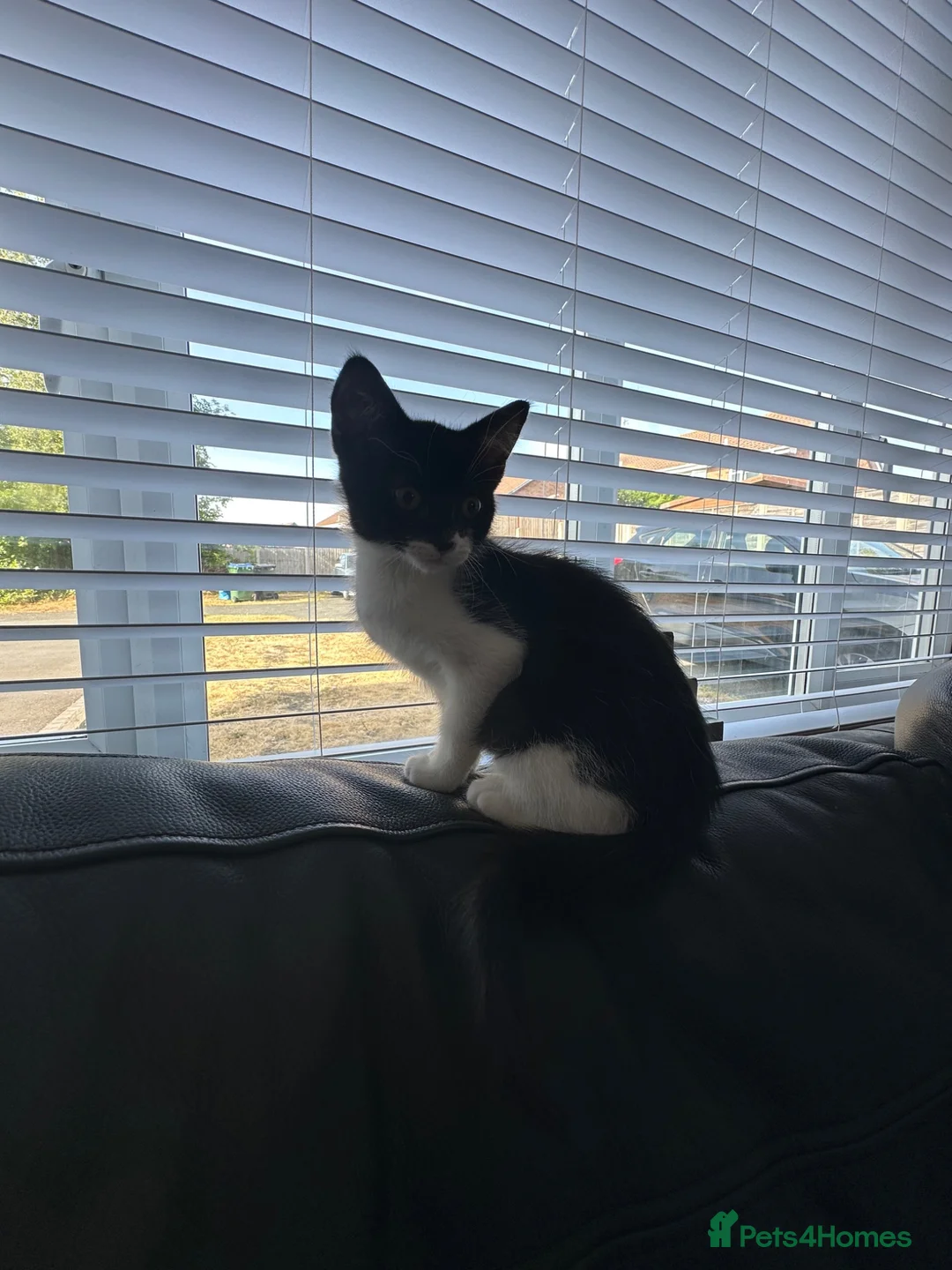 Mixed Breed cats for sale: Beautiful kitten for sale  - Advert 2