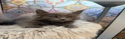 Maine Coon cats for sale: Beautiful high smoked blue & black smoked kittens  - Advert 32