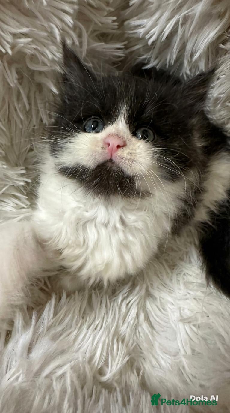 Maine Coon cats STUNNING PUREBRED MAINE COON KITTENS ✨ - Advert 13