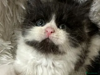 Maine Coon cats STUNNING PUREBRED MAINE COON KITTENS ✨ - Advert 13