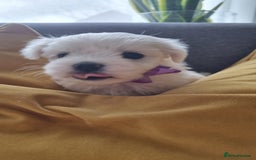 Maltese dogs for sale: Maltese pure breed 3xBoys ready on 14 December  - Advert 4