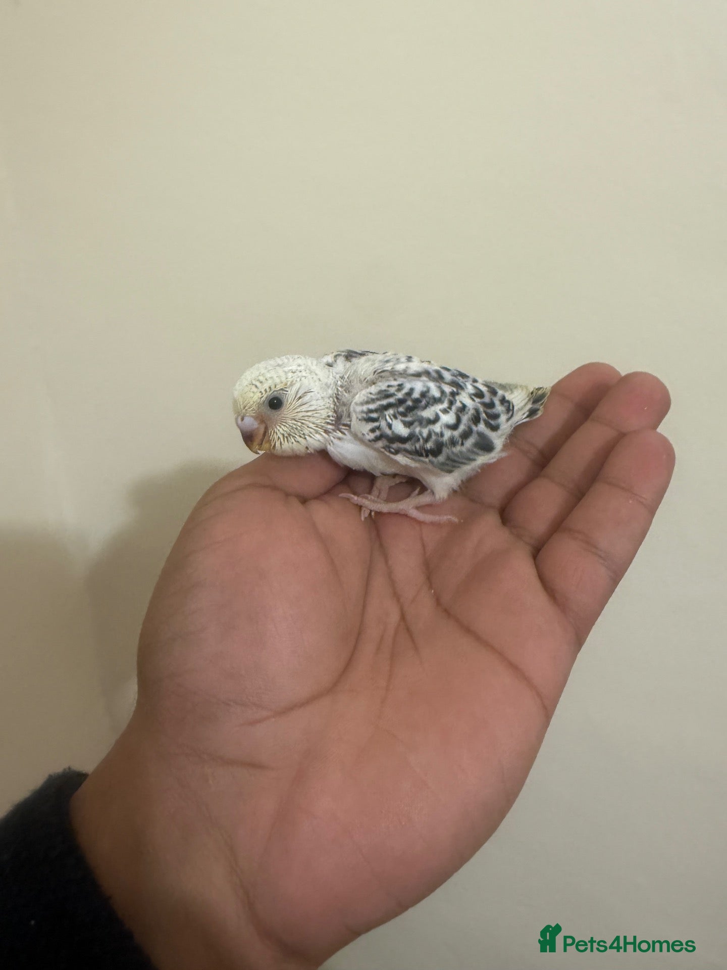 Budgerigars birds Baby Budgie for Sale 🐦🤍 - Advert 1