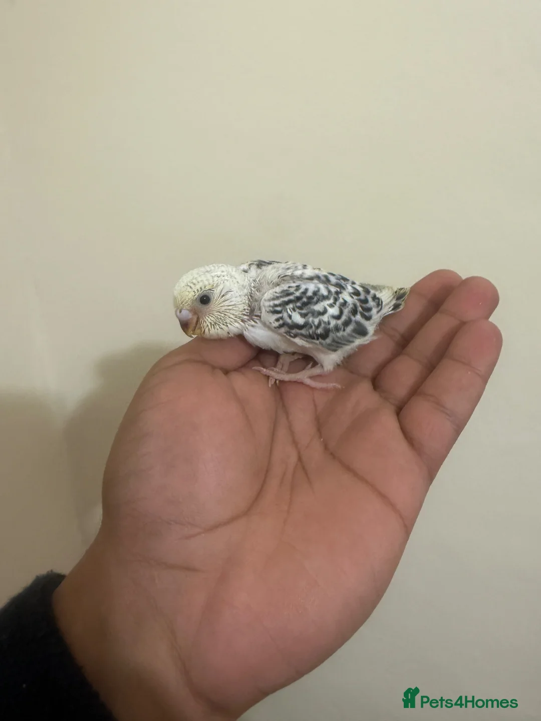Budgerigars birds for sale: Baby Budgie for Sale 🐦🤍 - Advert 1