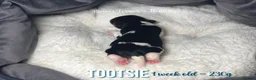 Yorkshire Terrier dogs for sale: Six Adorable Biewer Terrier Puppies! - Advert 6