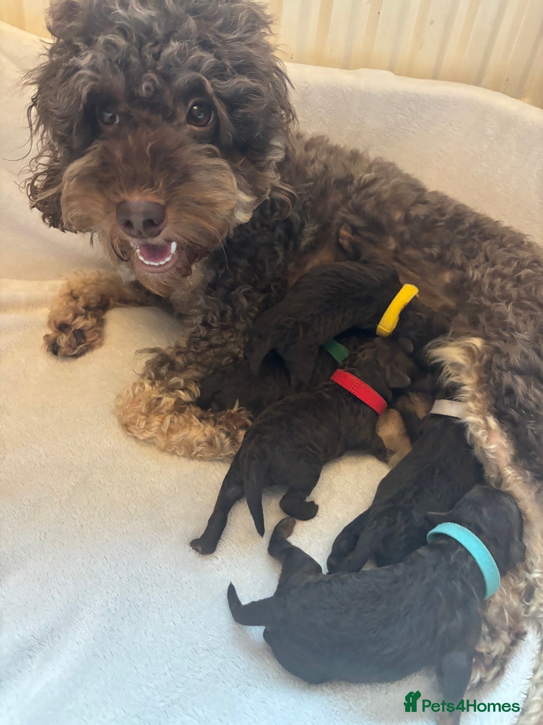 Cockapoo dogs for sale: Beautiful F2B Cockapoo Puppies - Image 10