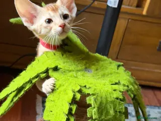 Abyssinian cats 🏆✨ Beautiful Silver Cinnamon Abyssinian ✨🏆❤️ - Advert 3