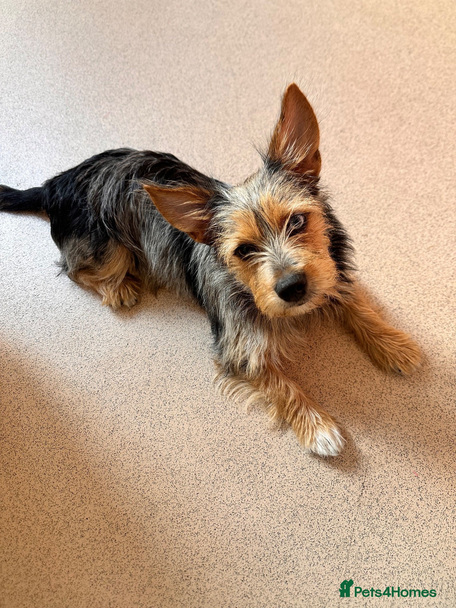 Chorkie dogs Beautiful Rex  - Advert 1