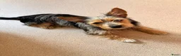 Chorkie dogs for sale: Beautiful Rex  - Advert 1