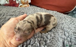 Miniature Dachshund dogs for sale: Long haired mini dachshund pups  - Image 5