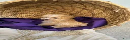 Yorkshire Terrier dogs for sale: BEAUTIFUL GOLDDUST YORKSHIRE TERRIER PUPPIES - Advert 12