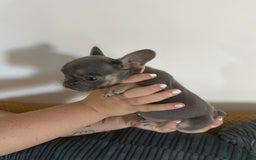 French Bulldog dogs for sale: French Bulldog Fur Babies  - Image 3