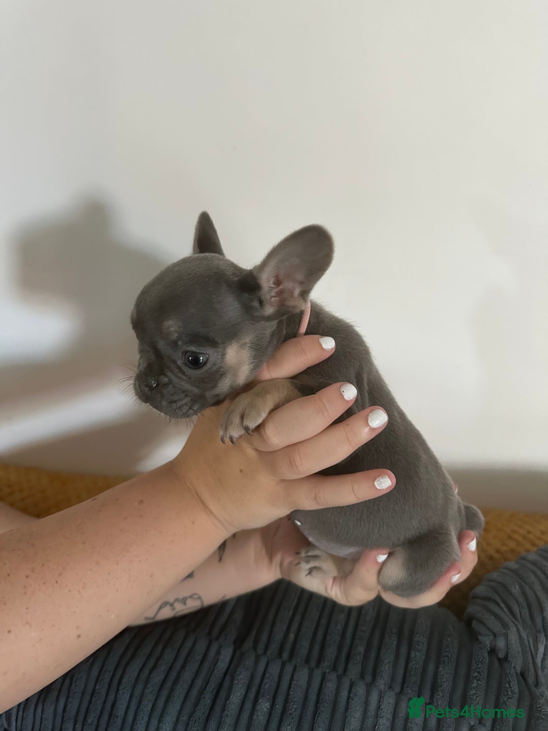 French Bulldog dogs for sale: French Bulldog Fur Babies  - Image 3