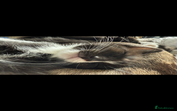 Ragdoll cats for sale: RAGDOLL MIX KITTENS  - Image 6