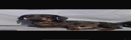 Miniature Dachshund dogs for stud: Miniature dachshund stud  - Advert 2