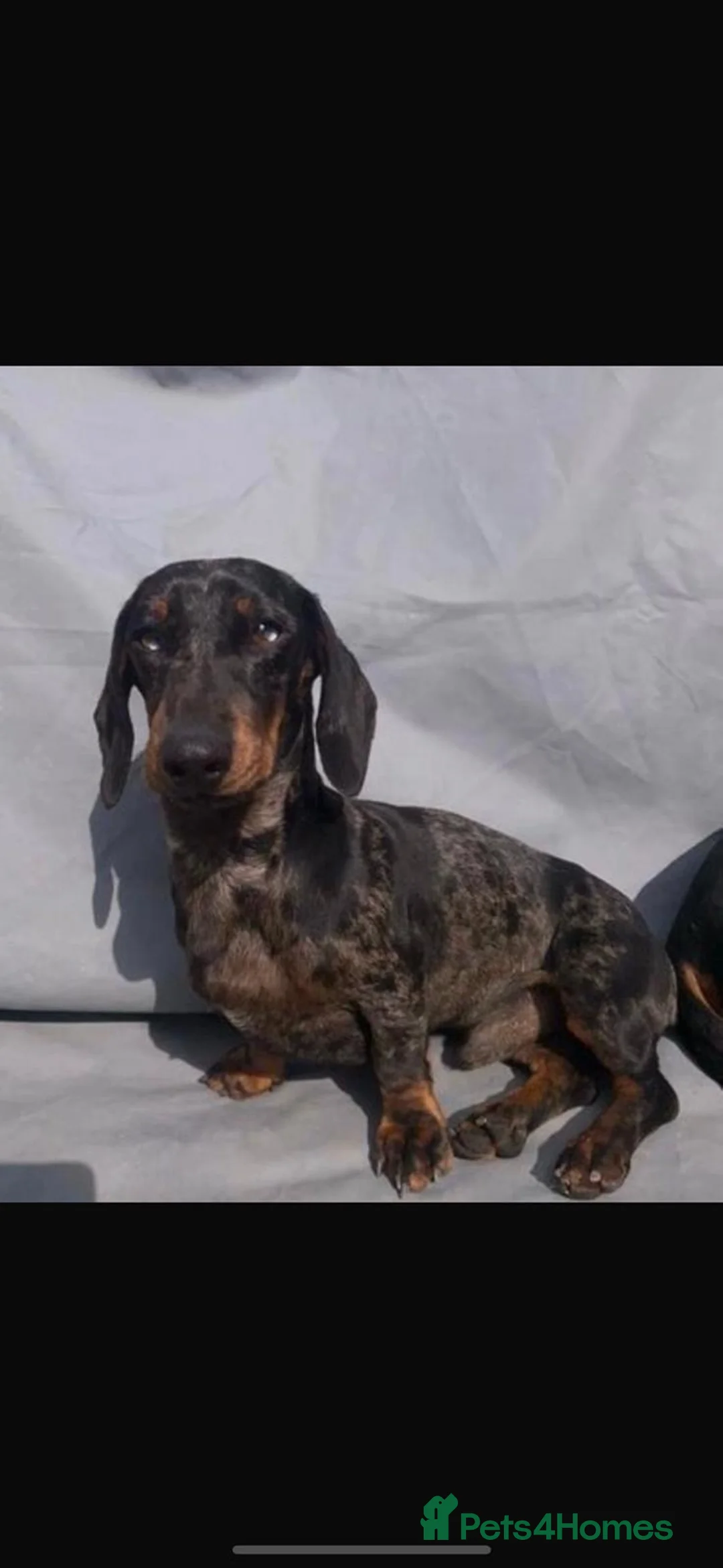 Miniature Dachshund dogs for stud: Miniature dachshund stud  - Advert 2