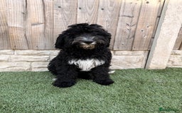 Sheepadoodle dogs for sale: F1 Sheepadoodle  in Doncaster - Image 30