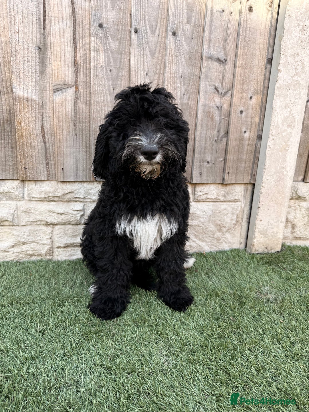 Sheepadoodle dogs for sale: F1 Sheepadoodle  in Doncaster - Image 30