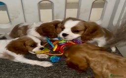 Cavalier King Charles Spaniel dogs for sale: King Charles cavalier  in Arundel - Image 10