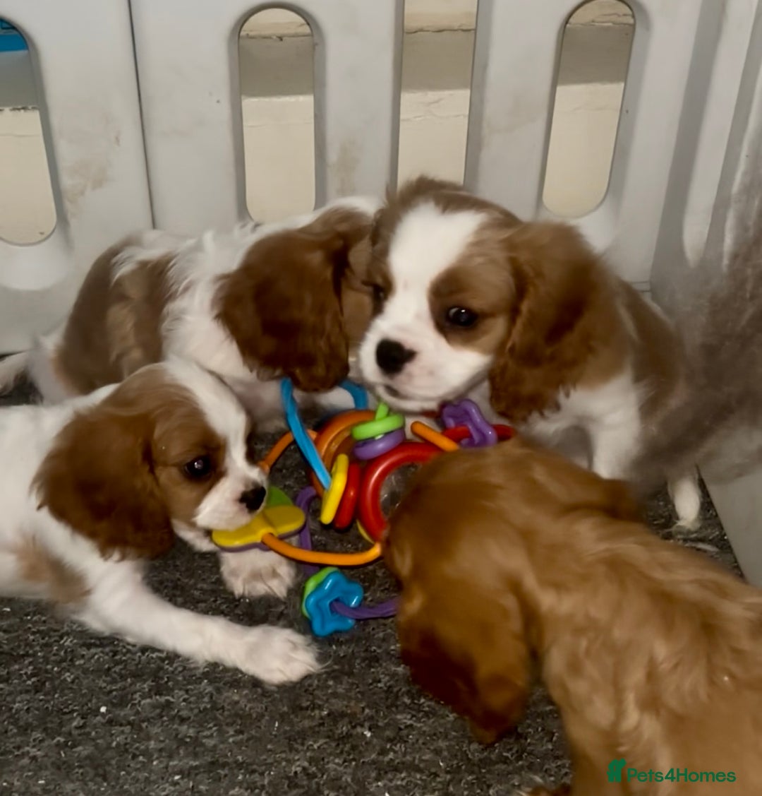 Cavalier King Charles Spaniel dogs for sale: King Charles cavalier  in Arundel - Image 10