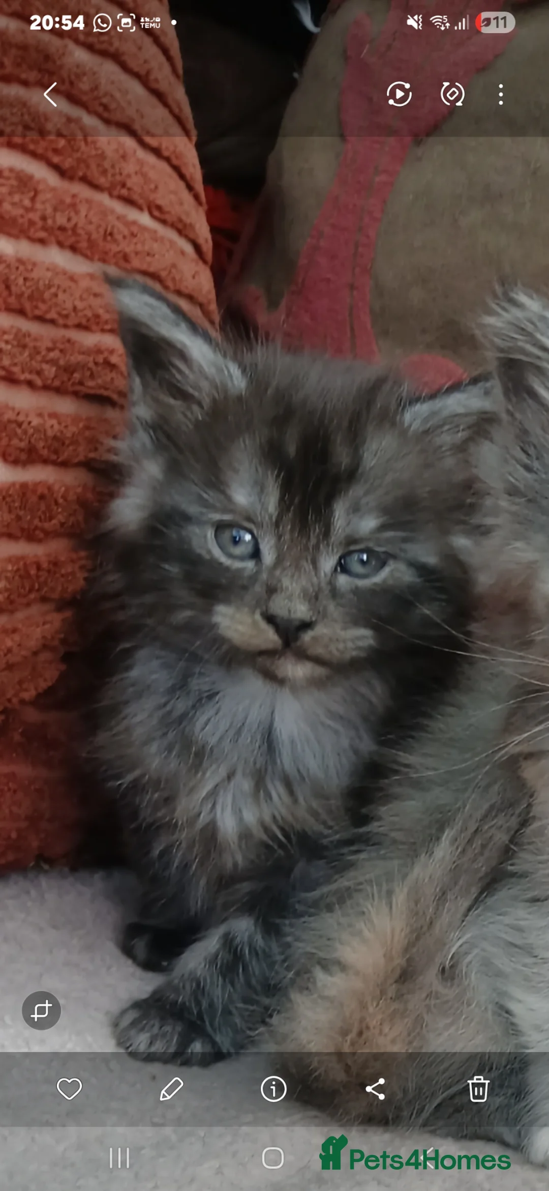 Maine Coon cats for sale: 6 lovely Maine Coons  - Advert 2