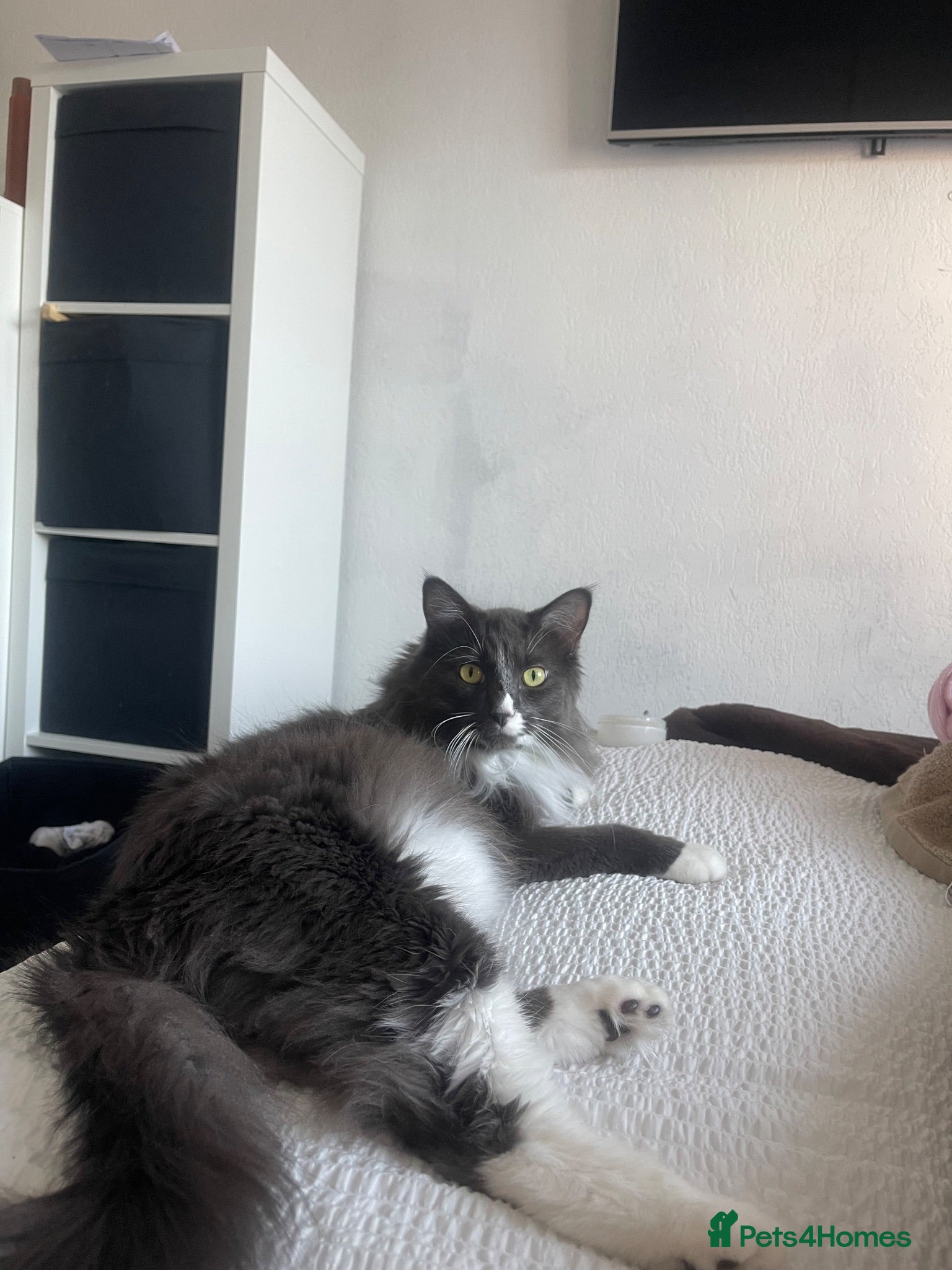Mixed Breed cats Milo  - Advert 16