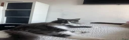 Mixed Breed cats for sale: Milo  in Nottingham - Advert 14