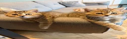 British Shorthair cats for sale: 3 x British Shorthair Kittens - Gold/White/Grey - Advert 4