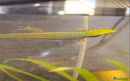 Gecko reptiles for sale: Male Yellow Headed Neon Day Gecko  - Image 4
